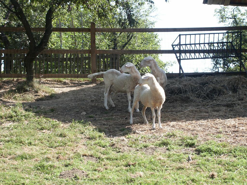 Pri Lazarju Farm Stay Podgrad  Exteriér fotografie