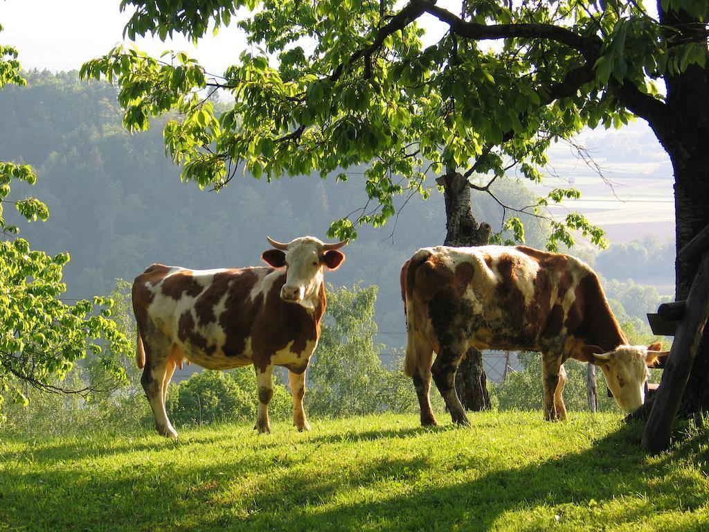 Pri Lazarju Farm Stay Podgrad  Exteriér fotografie